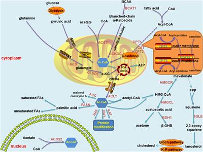 Acetyl-CoA: An interplay between metabolism and epigenetics in cancer